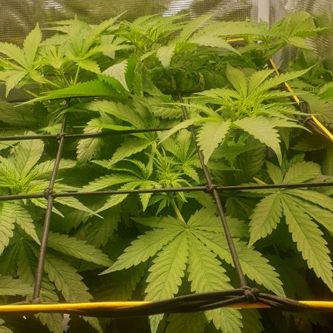 Northern lights growlog timeline photo