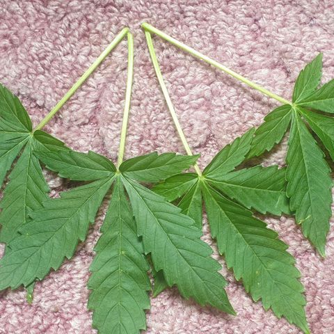 Northern lights growlog timeline photo