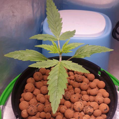 Caramelo growlog timeline photo