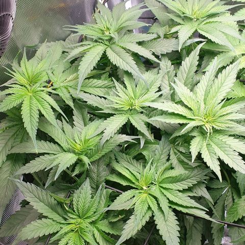 Blueberry OG growlog timeline photo