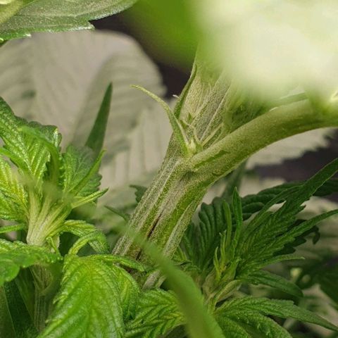 Blueberry OG growlog timeline photo