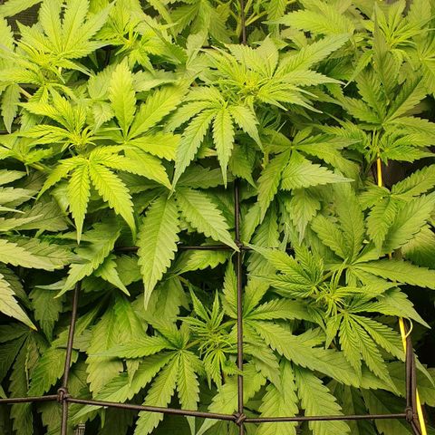 Northern lights growlog timeline photo
