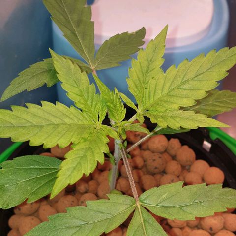 Caramelo growlog timeline photo