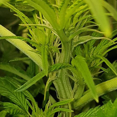 Northern lights growlog timeline photo