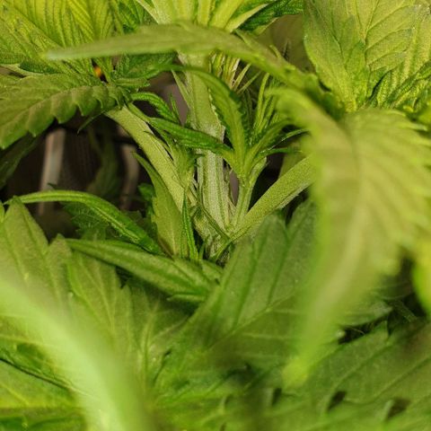 Blueberry OG growlog timeline photo