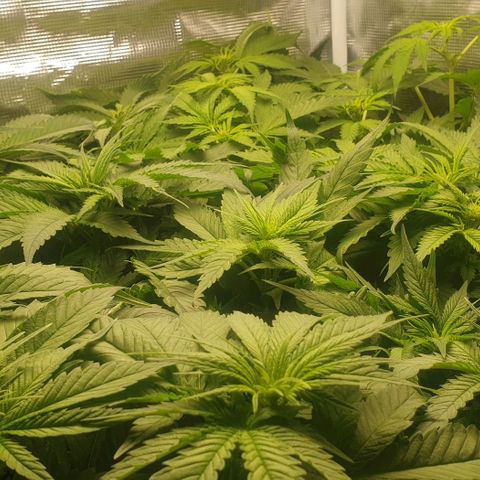 Blueberry OG growlog timeline photo