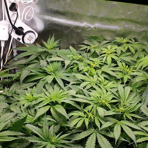 Blueberry OG growlog timeline photo
