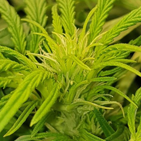 Northern lights growlog timeline photo
