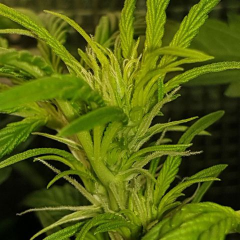 Northern lights growlog timeline photo