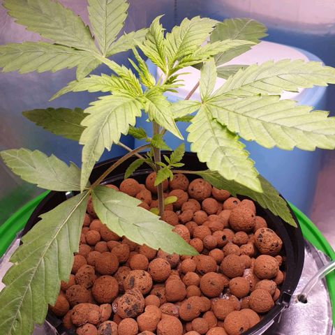 Caramelo growlog timeline photo