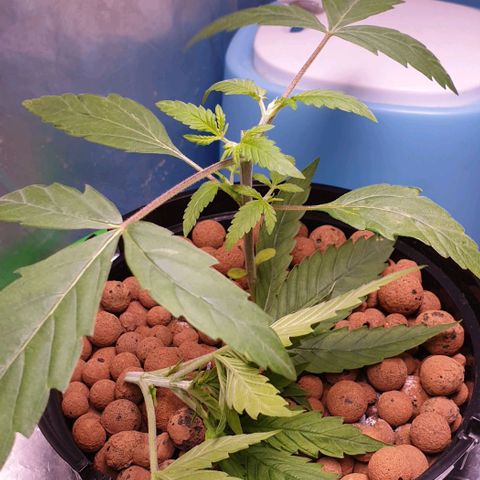 Caramelo growlog timeline photo