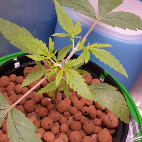 Caramelo growlog timeline photo