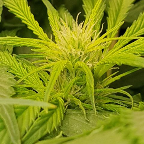 Northern lights growlog timeline photo
