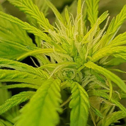 Northern lights growlog timeline photo