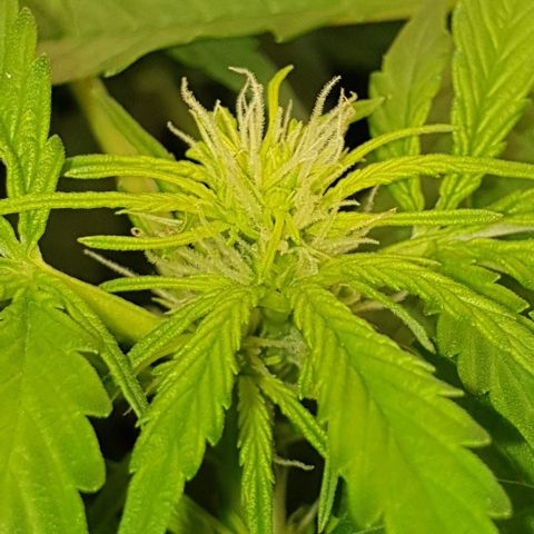 Northern lights growlog timeline photo