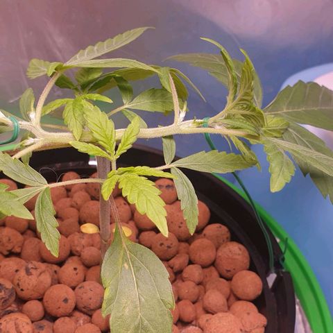 Caramelo growlog timeline photo