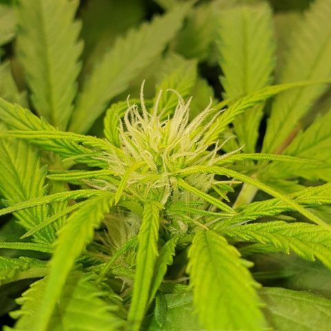 Northern lights growlog timeline photo