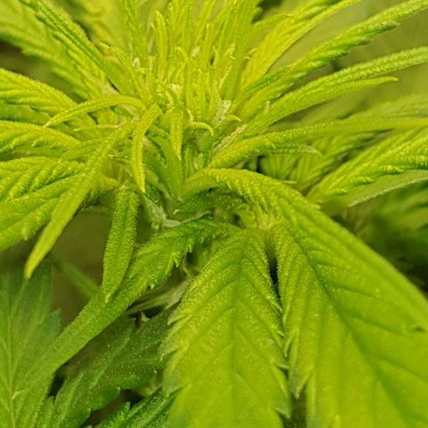 Blueberry OG growlog timeline photo