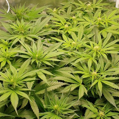 Blueberry OG growlog timeline photo