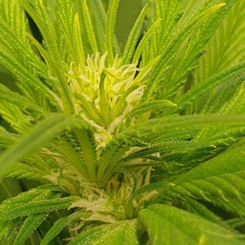 Blueberry OG growlog timeline photo