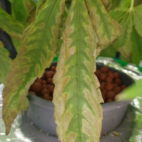 Blueberry OG growlog timeline photo