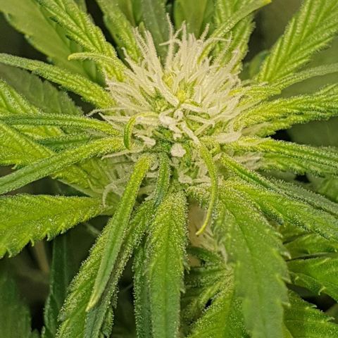 Blueberry OG growlog timeline photo