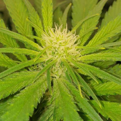 Blueberry OG growlog timeline photo