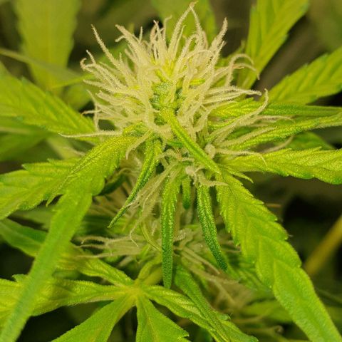 Northern lights growlog timeline photo