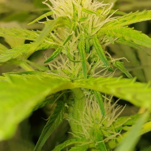 Northern lights growlog timeline photo