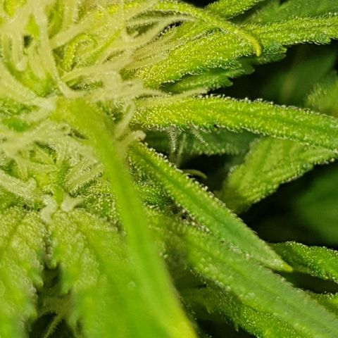 Blueberry OG growlog timeline photo
