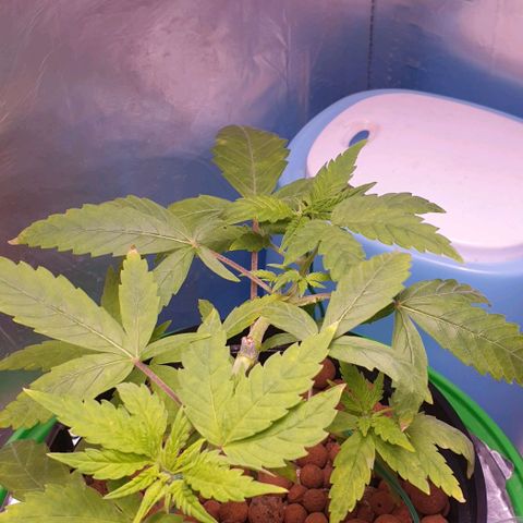 Caramelo growlog timeline photo