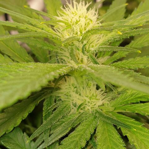 Blueberry OG growlog timeline photo