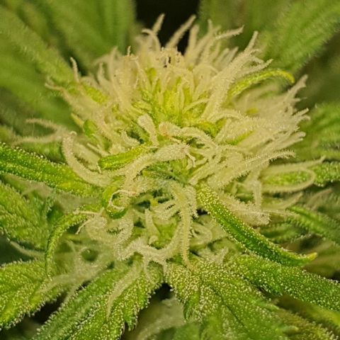 Blueberry OG growlog timeline photo