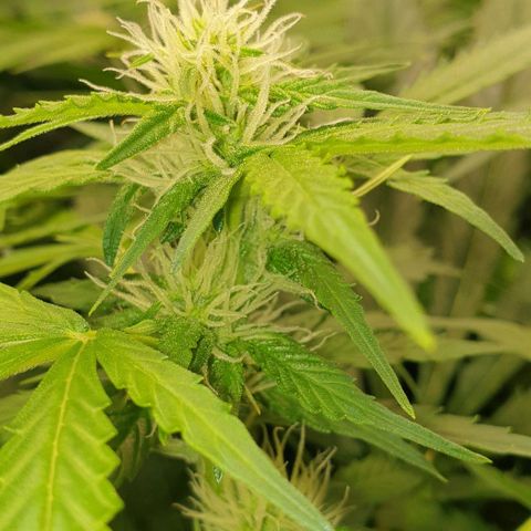 Northern lights growlog timeline photo