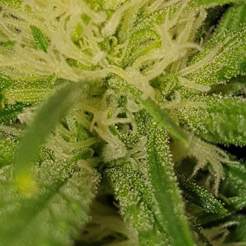 Northern lights growlog timeline photo