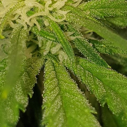 Blueberry OG growlog timeline photo