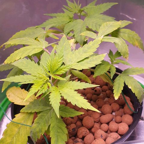 Caramelo growlog timeline photo