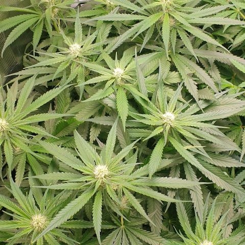 Blueberry OG growlog timeline photo