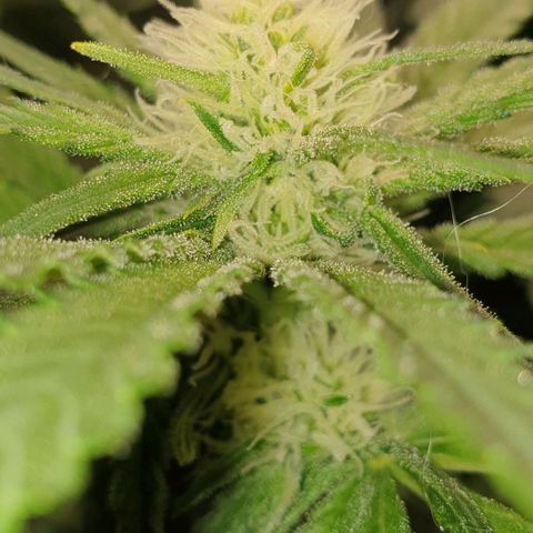 Blueberry OG growlog timeline photo