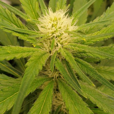 Blueberry OG growlog timeline photo
