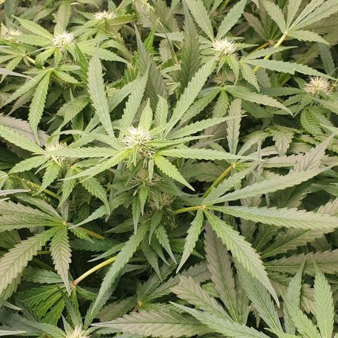 Northern lights growlog timeline photo