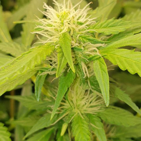 Northern lights growlog timeline photo