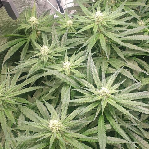 Blueberry OG growlog timeline photo