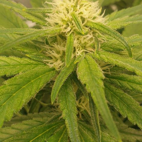 Blueberry OG growlog timeline photo