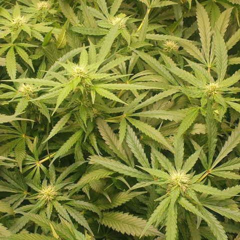 Northern lights growlog timeline photo