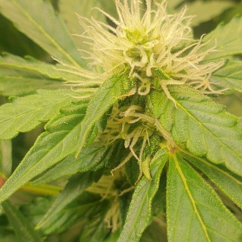 Northern lights growlog timeline photo