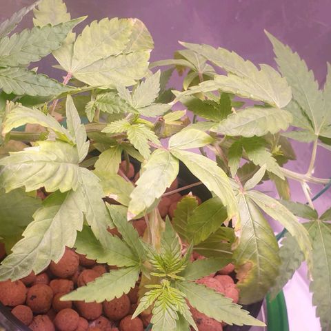 Caramelo growlog timeline photo