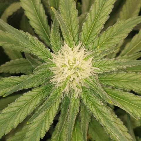 Blueberry OG growlog timeline photo