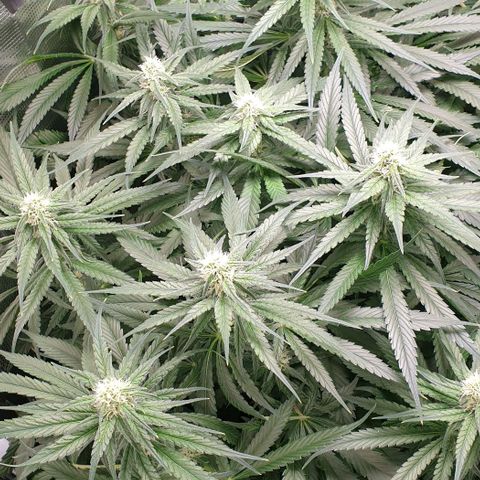 Blueberry OG growlog timeline photo
