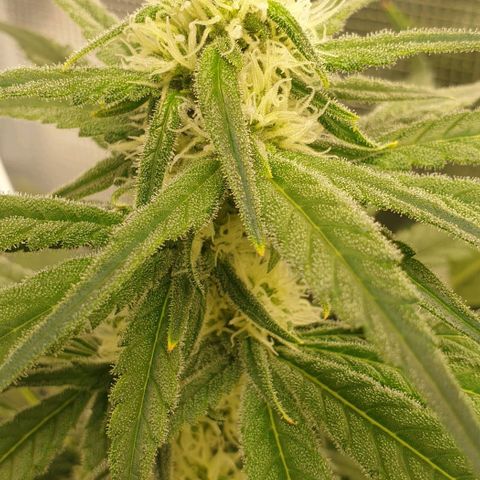 Blueberry OG growlog timeline photo